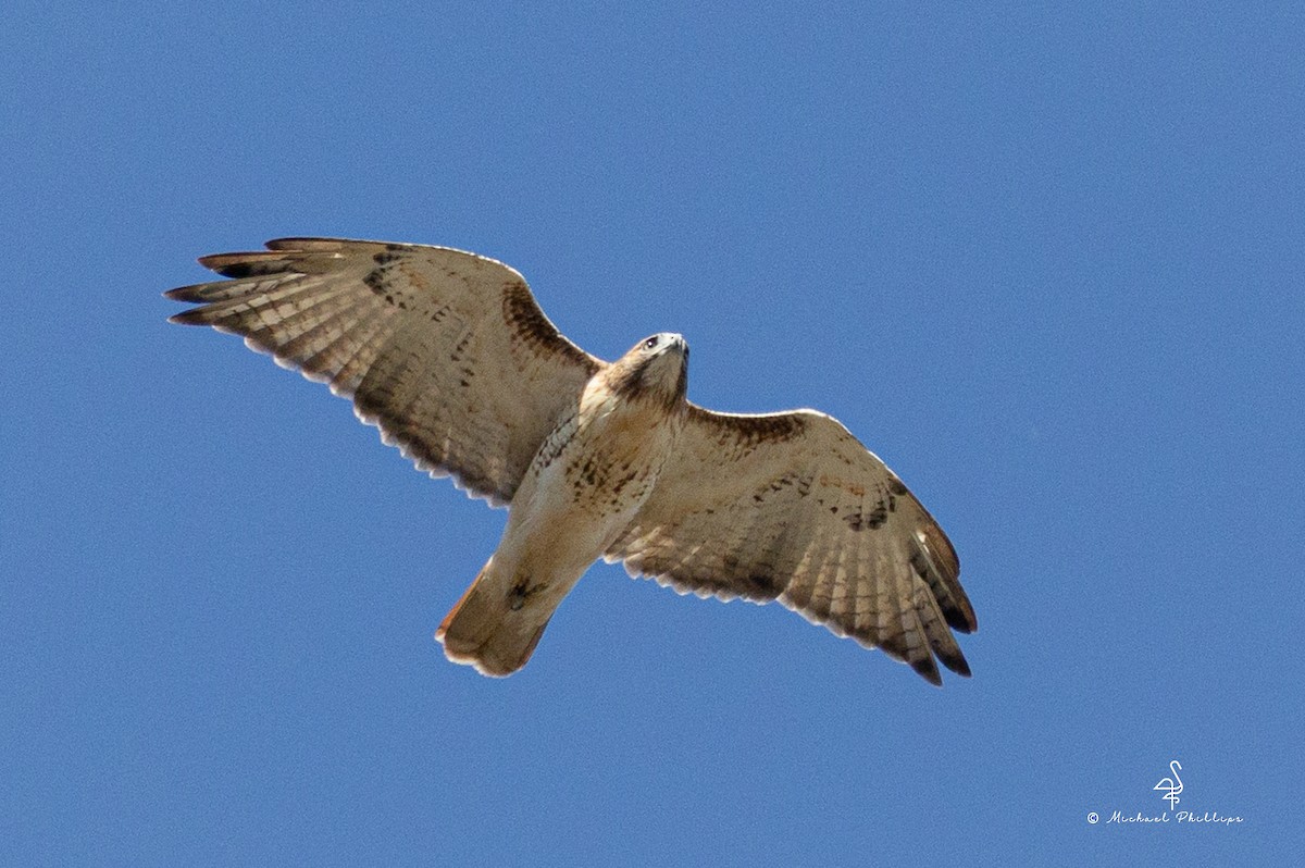 Red-tailed Hawk - ML645246876