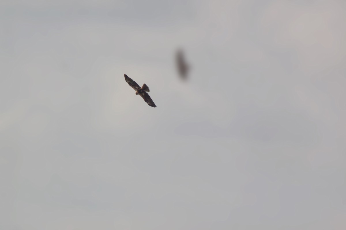 Eastern Marsh Harrier - ML645246880