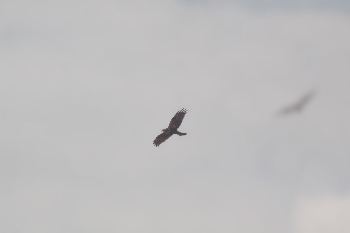 Eastern Marsh Harrier - ML645246881
