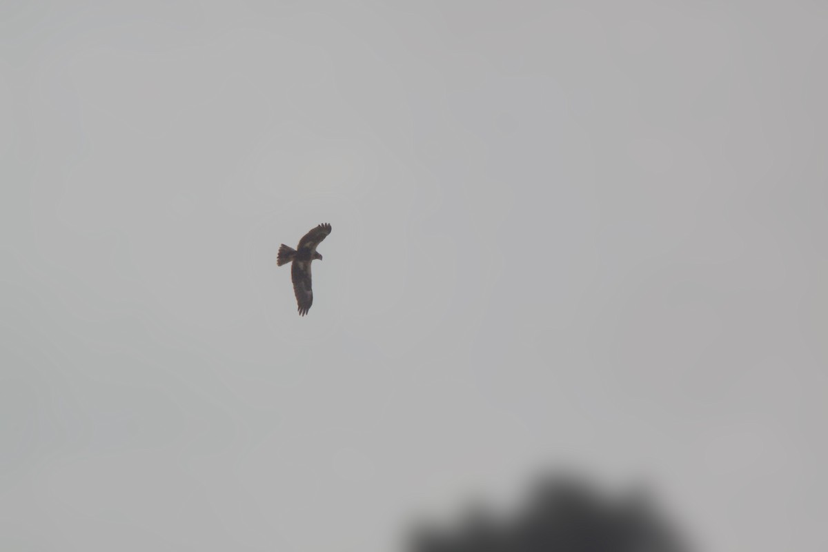 Eastern Marsh Harrier - ML645246882