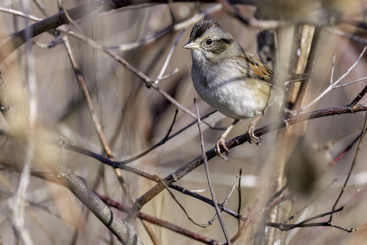 Swamp Sparrow - ML645246892