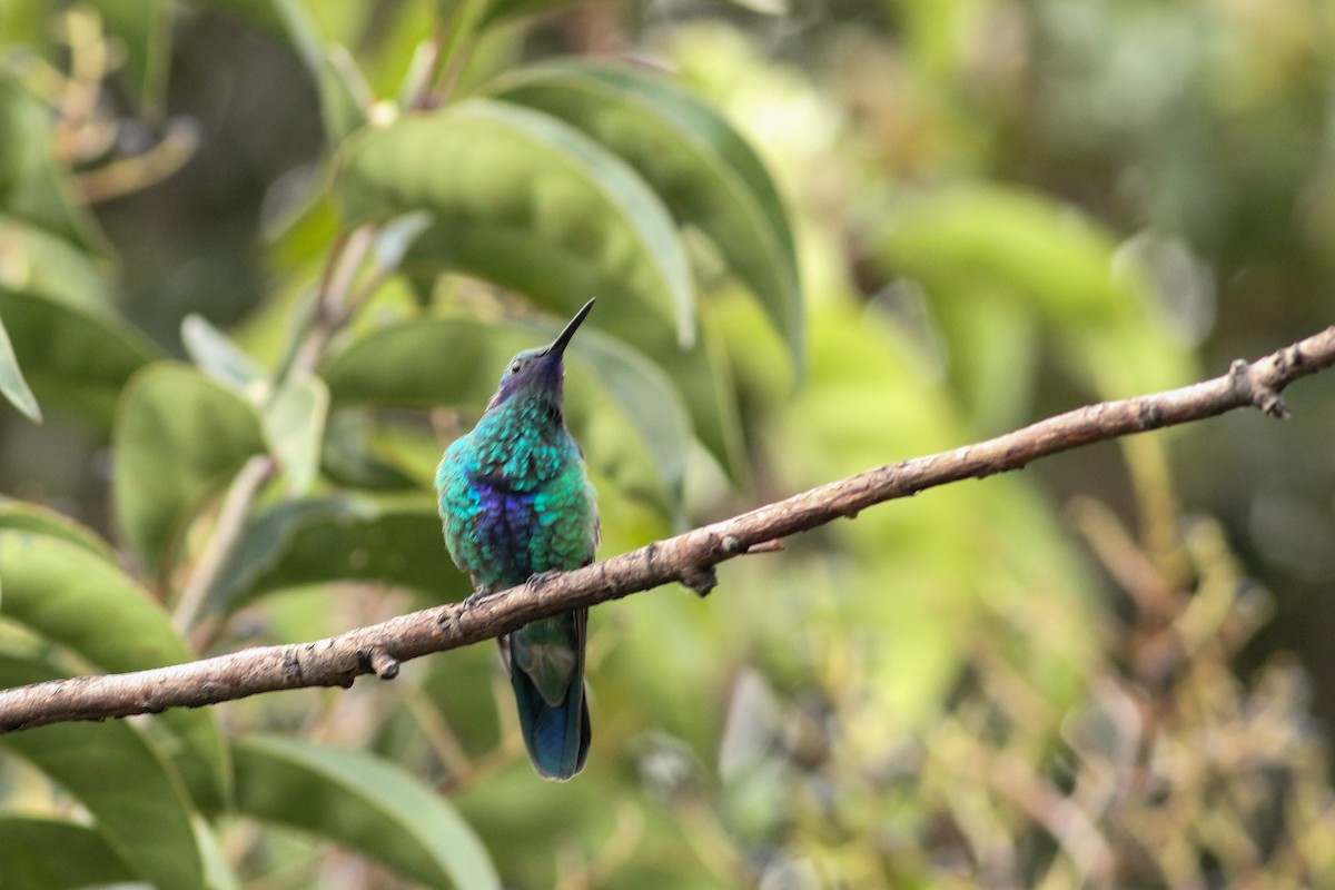 Колібрі синьочеревий - ML645246901