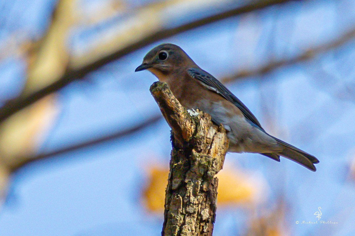 Блакитник східний - ML645246902