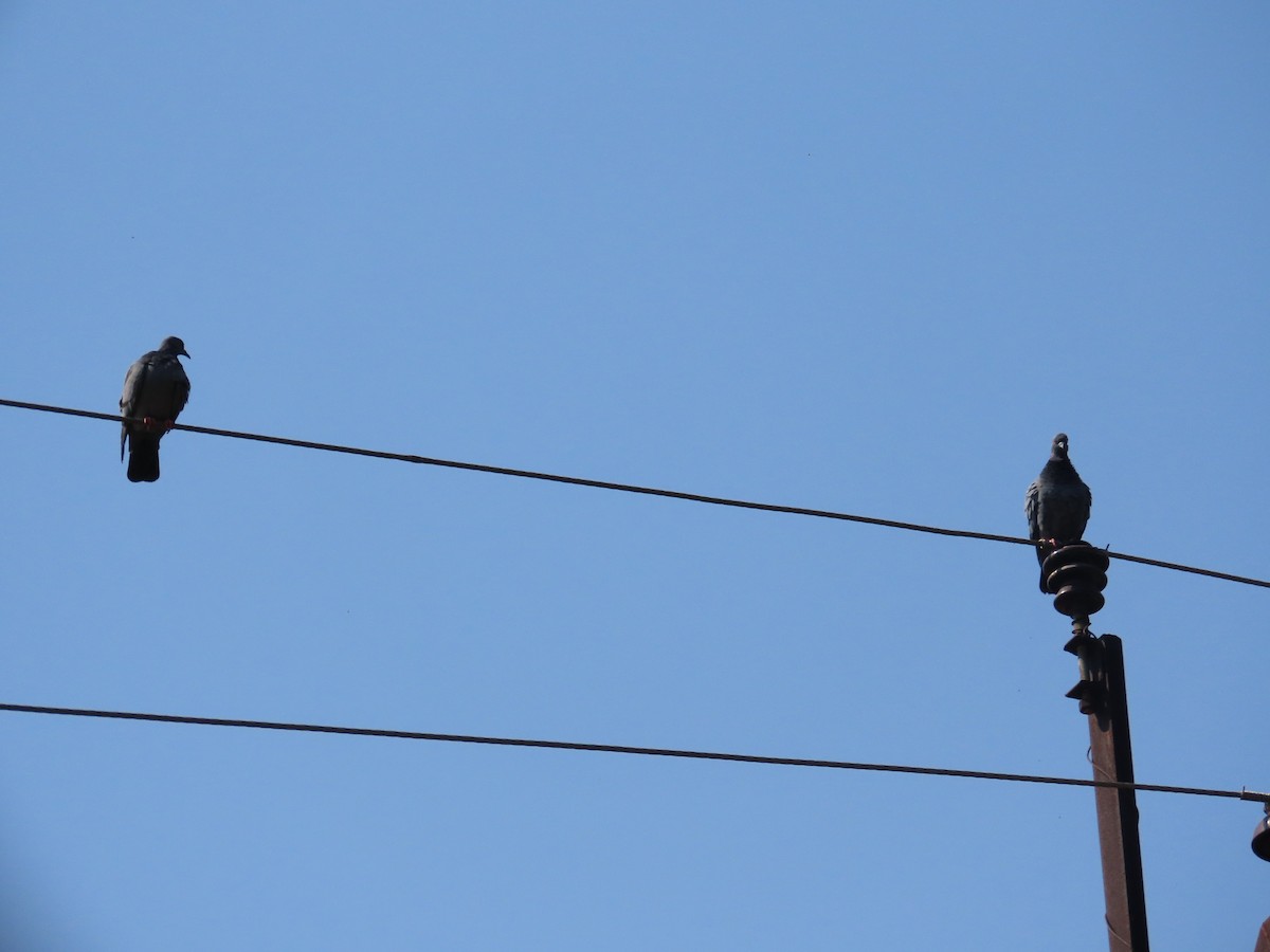 カワラバト（ドバト、家畜型） - ML645246905