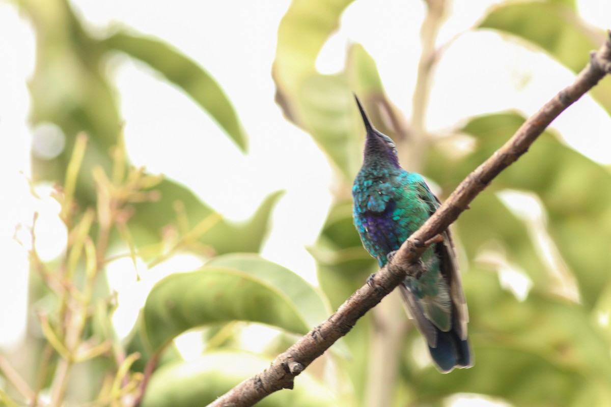 Колібрі синьочеревий - ML645246916