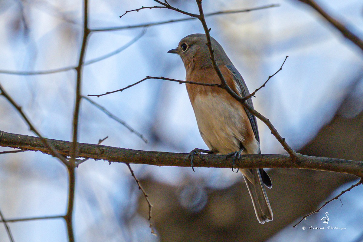 Блакитник східний - ML645246918