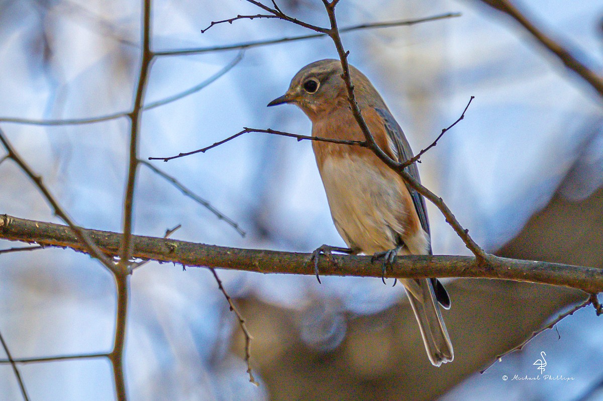 Блакитник східний - ML645246919