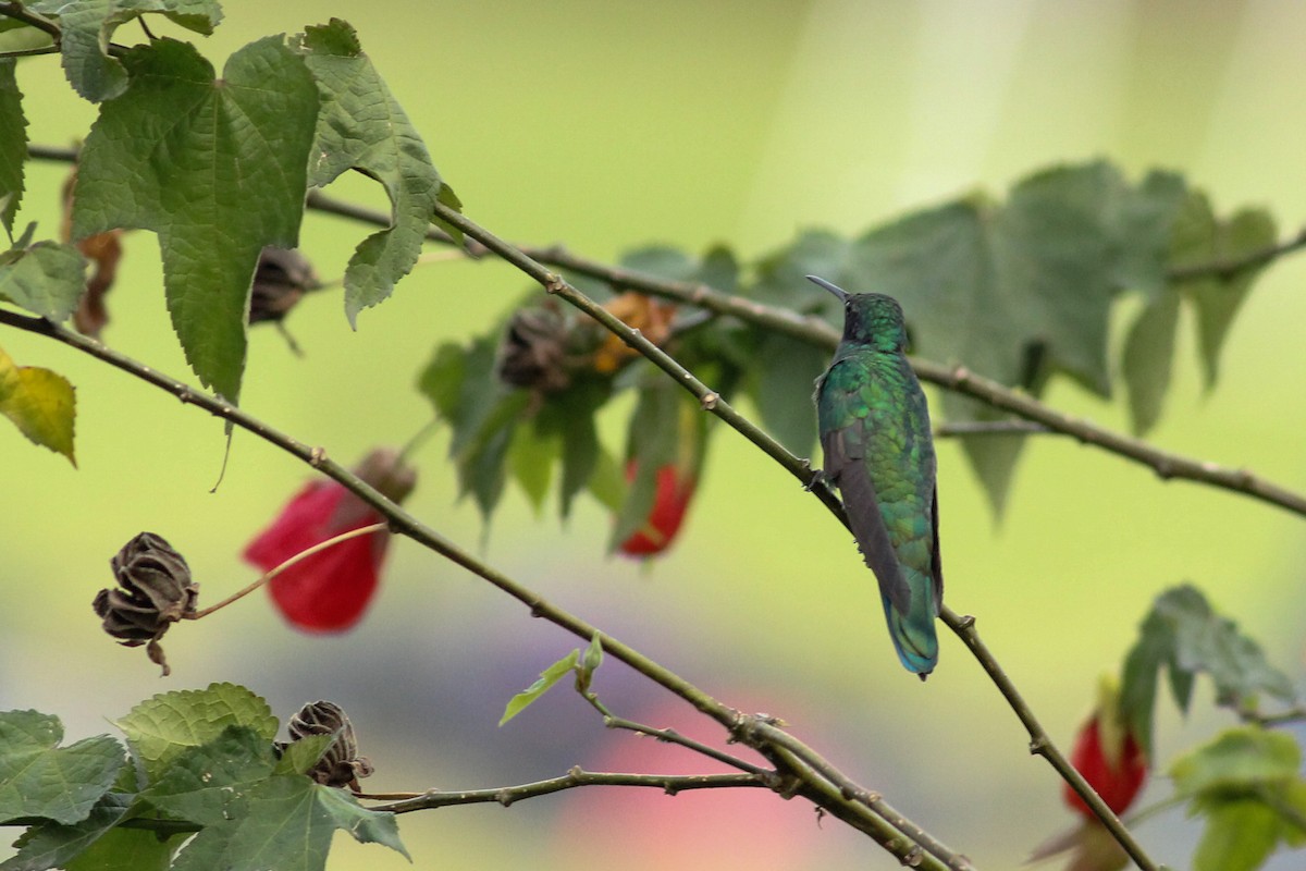 Колібрі синьочеревий - ML645246927