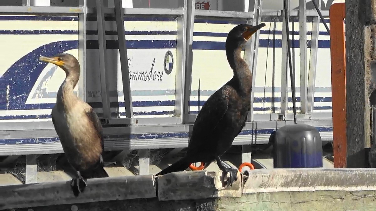 Cormoran à aigrettes - ML645246937