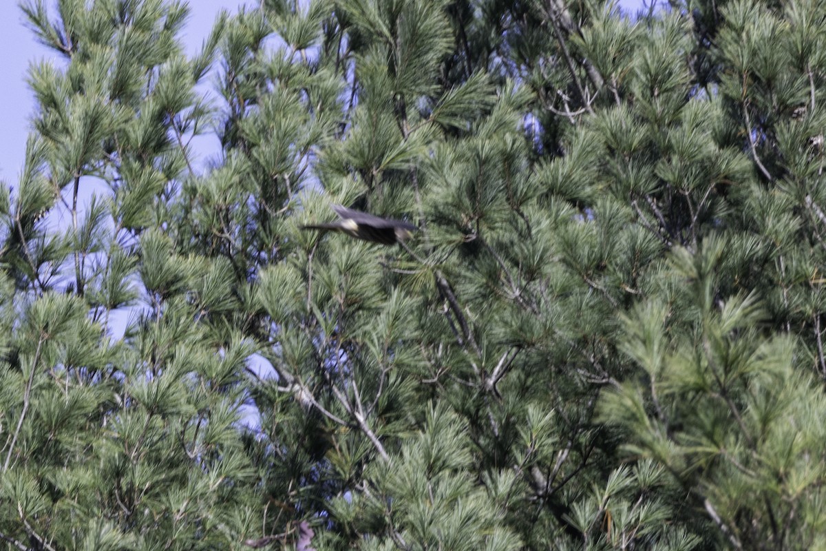 dřemlík tundrový - ML645246942