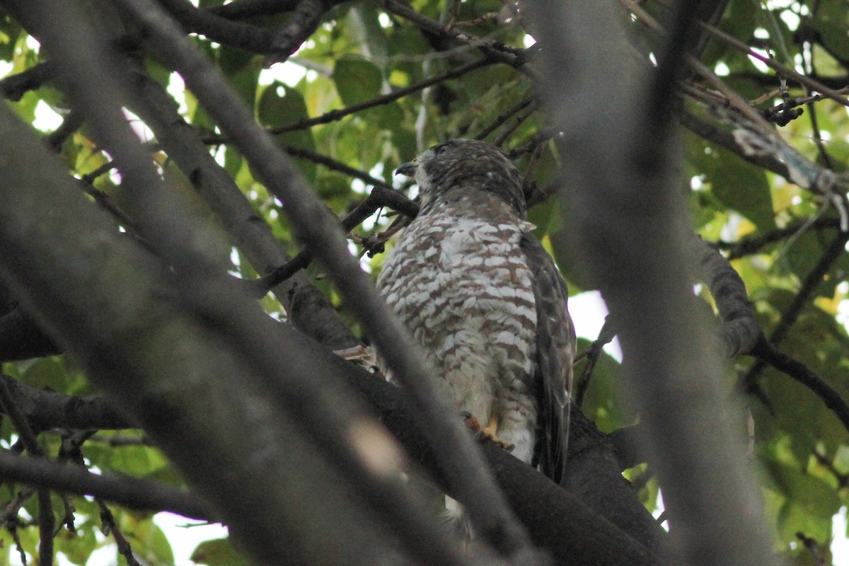 Broad-winged Hawk - ML645246946