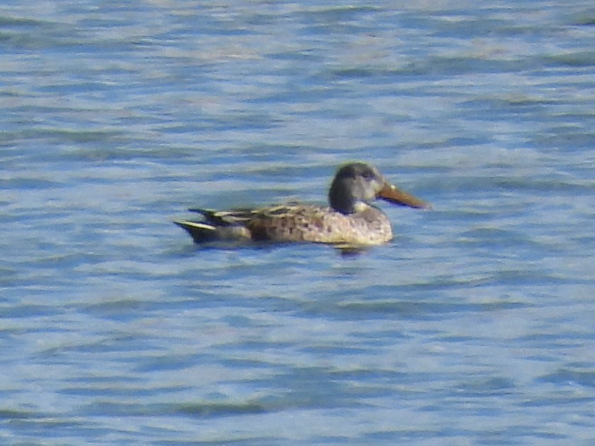 skjeand - ML645246956