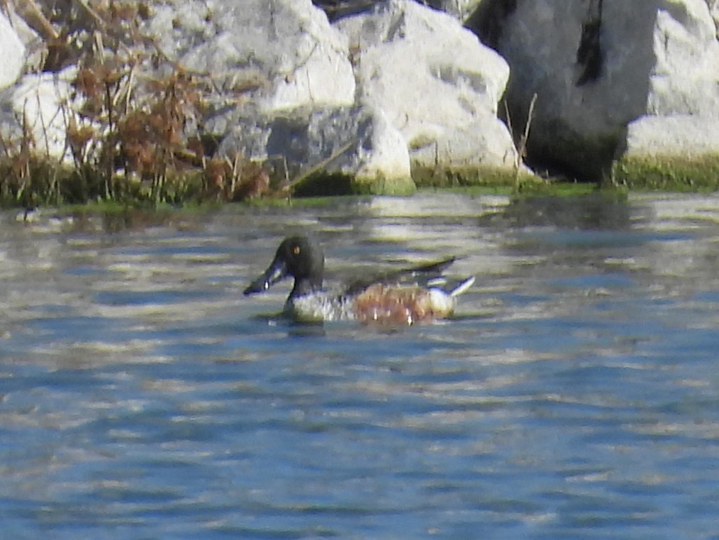 skjeand - ML645246957