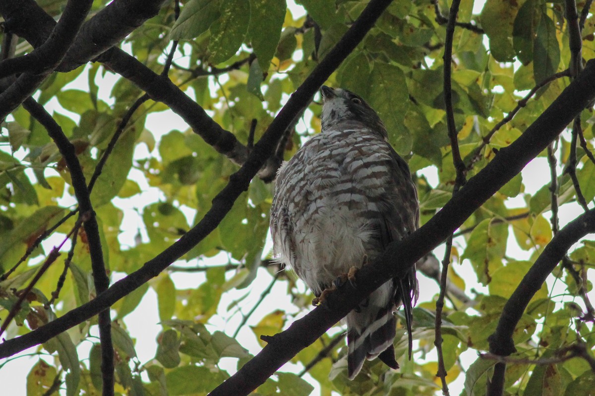 Broad-winged Hawk - ML645246960