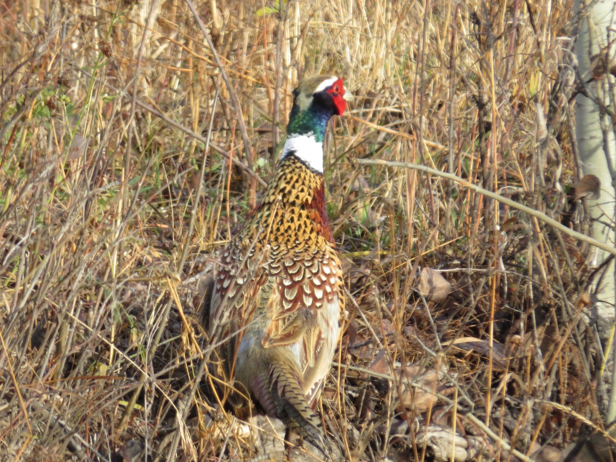 Ring-necked Pheasant - ML645246962