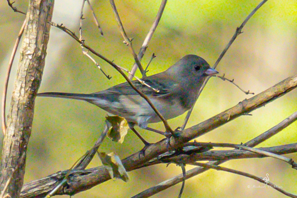 Dark-eyed Junco - ML645246965