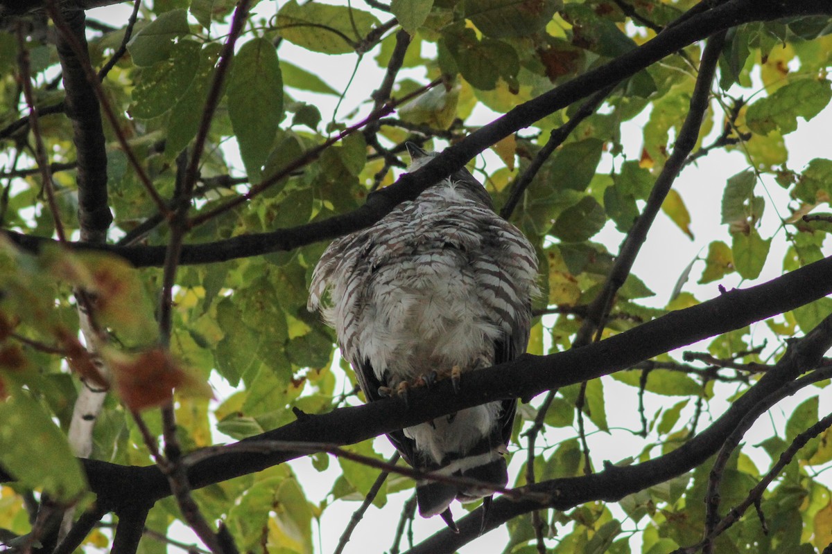 Broad-winged Hawk - ML645246975