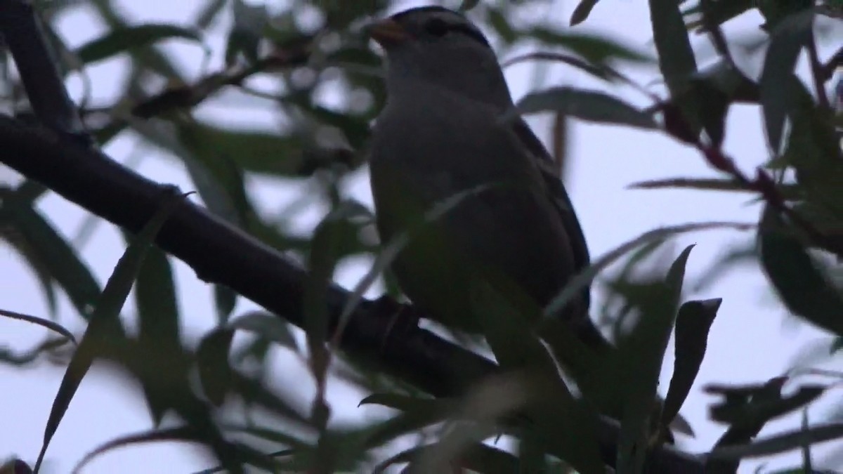 Porsuk Serçesi - ML645246977