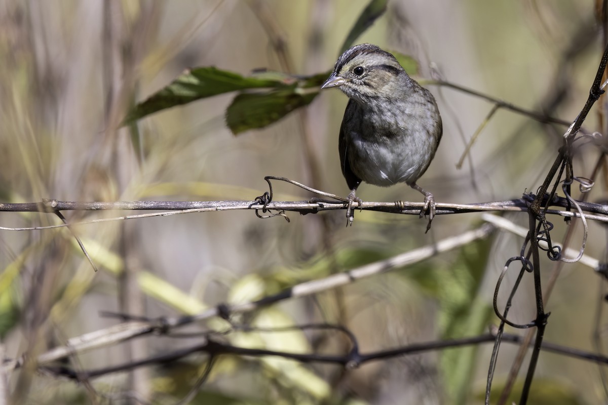 Swamp Sparrow - ML645246990