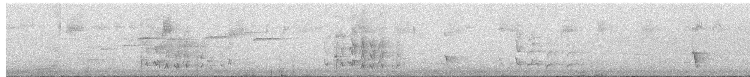 Perico Elegante (adelaidae/subadelaidae) - ML645247020