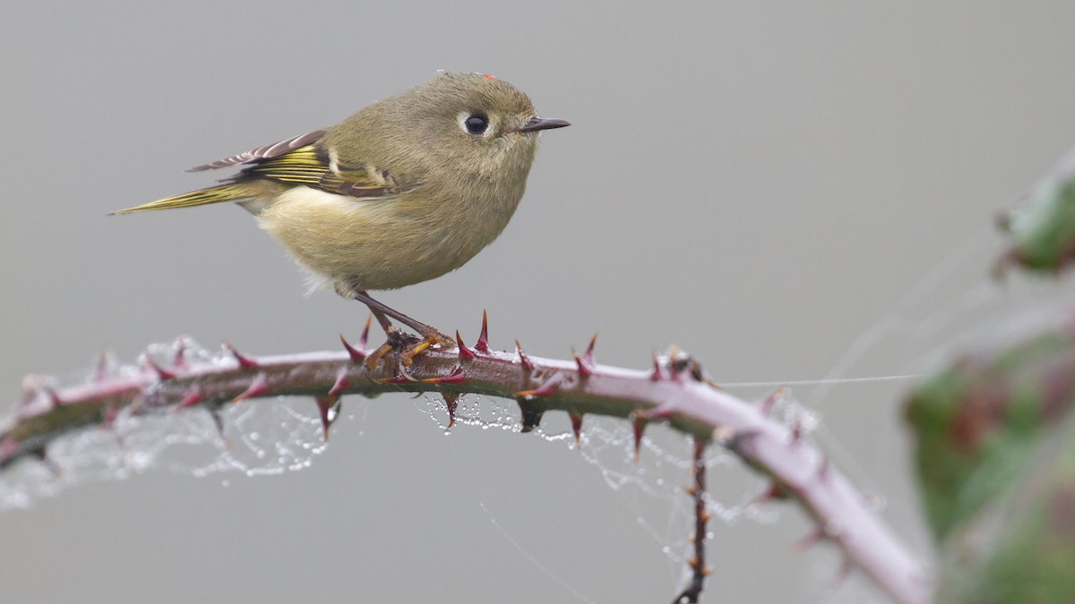 Ruby-crowned Kinglet - ML645247044