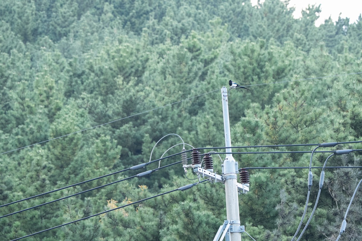 Orientelster - ML645247051