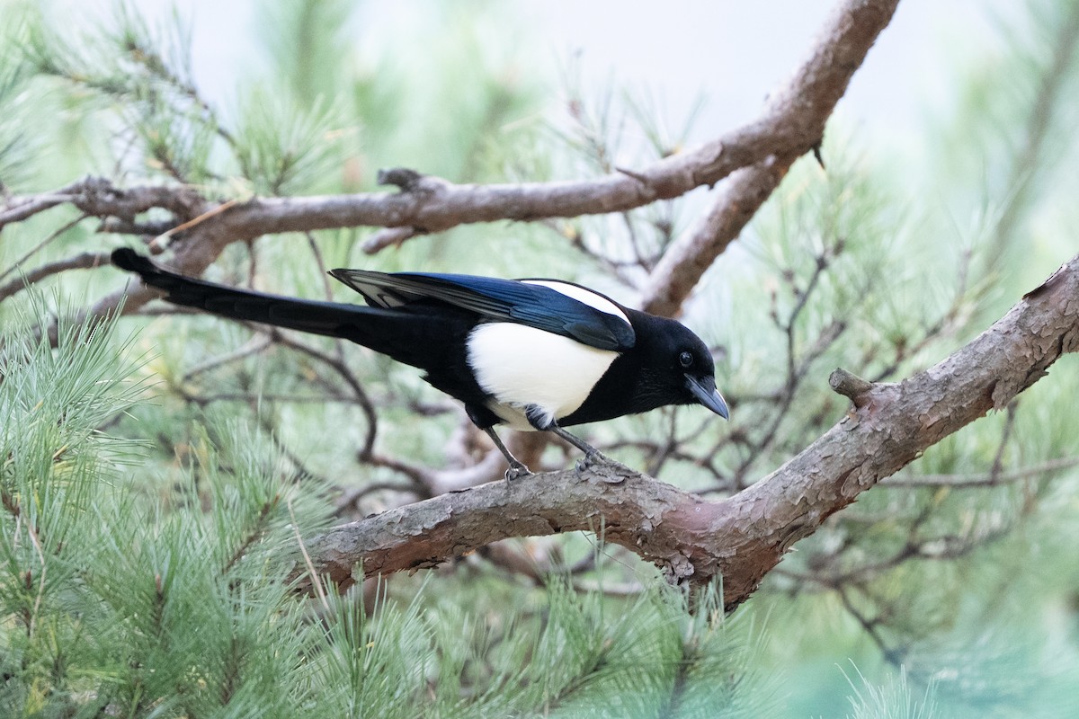 Китайская сорока - ML645247053