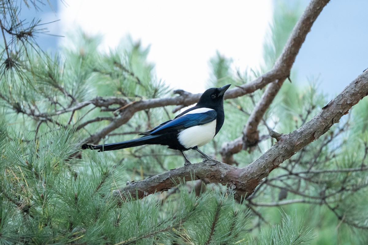 Orientelster - ML645247054