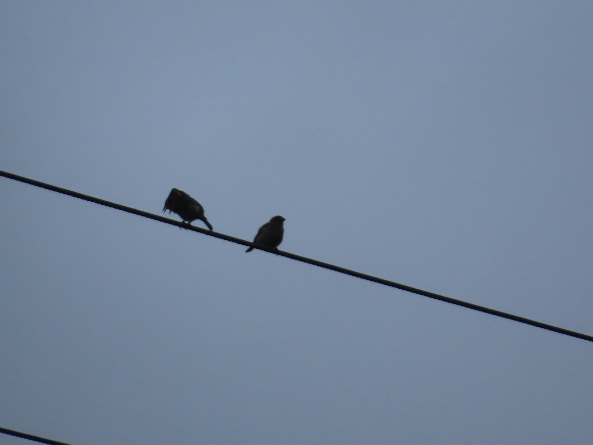 House Sparrow - ML645247055