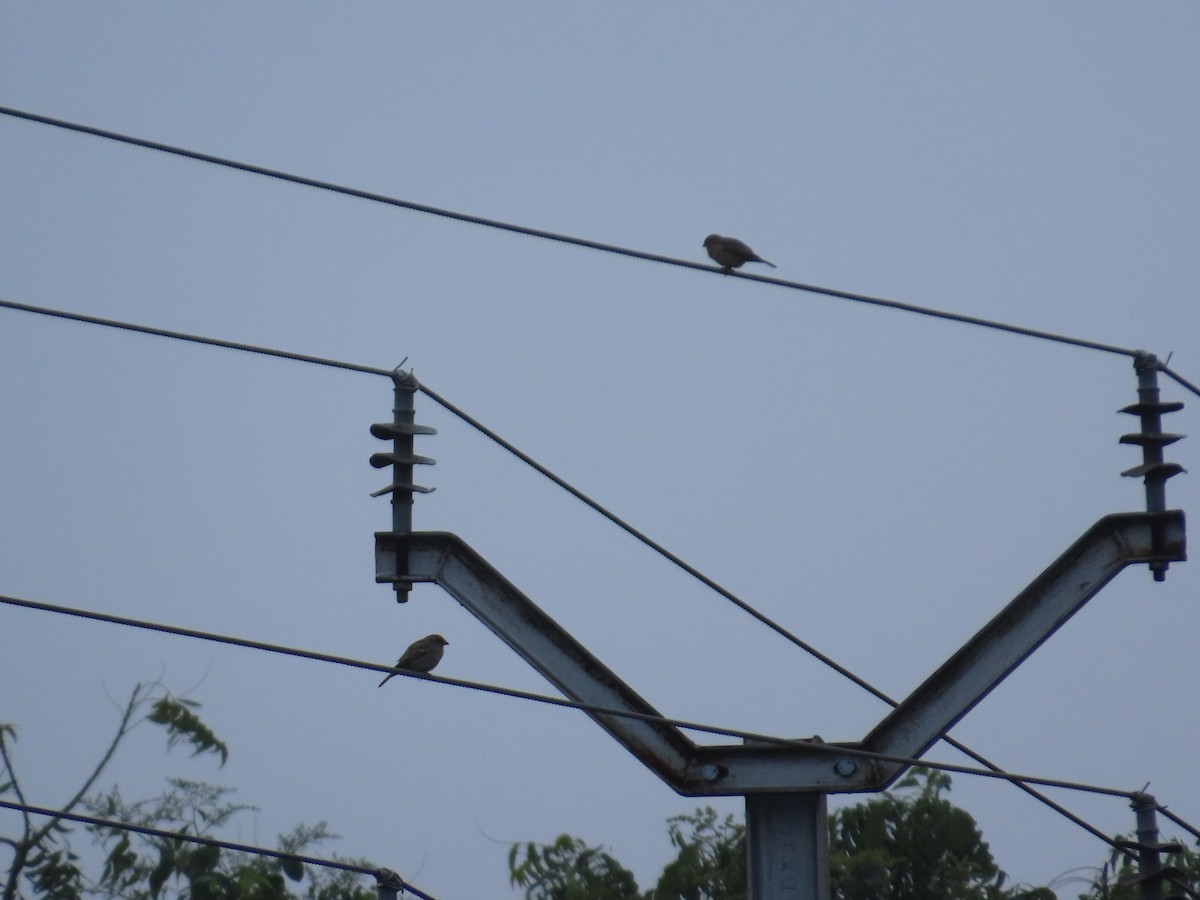 House Sparrow - ML645247057