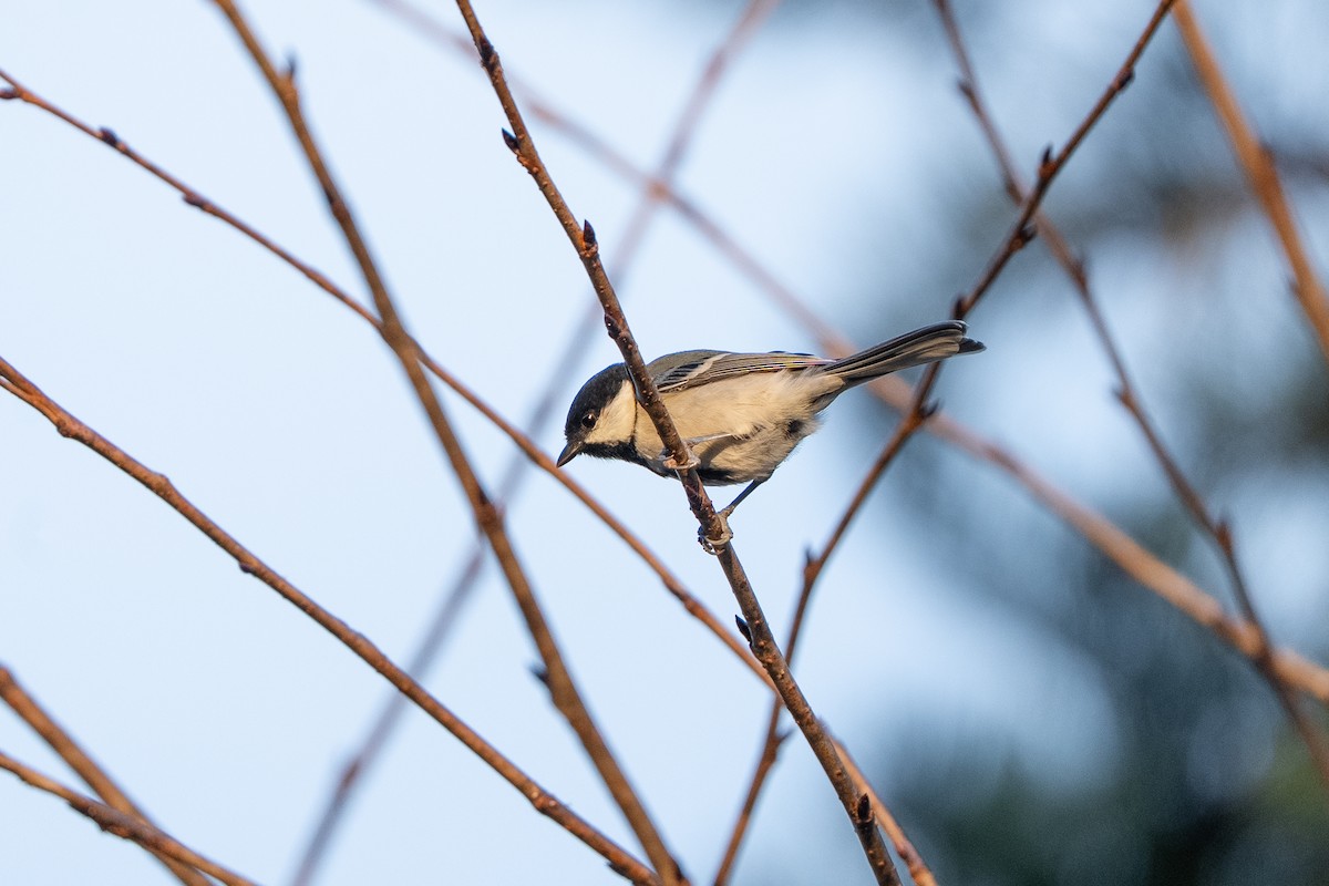 Серая синица (Восточная) - ML645247058