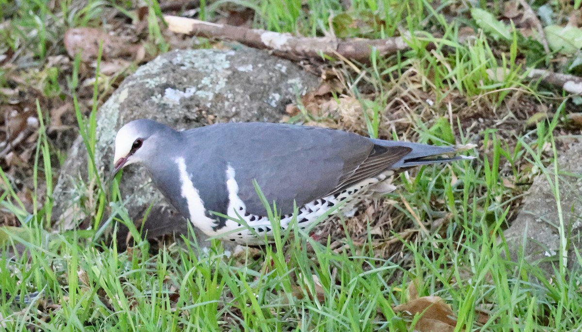 Wongataube - ML645247065