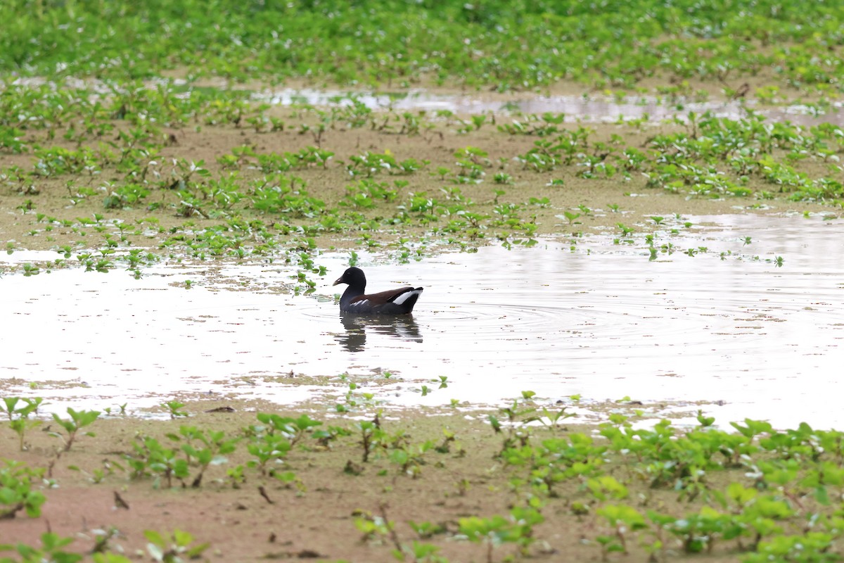 Common Gallinule - ML645247068
