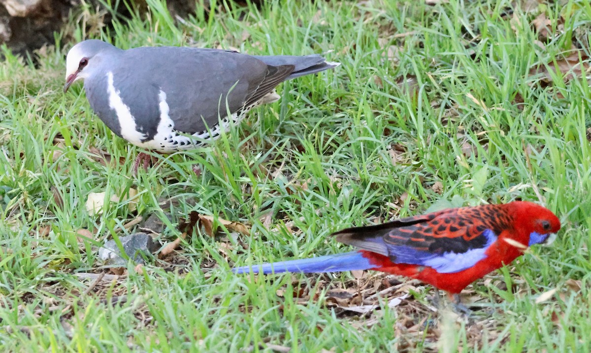 Wongataube - ML645247069