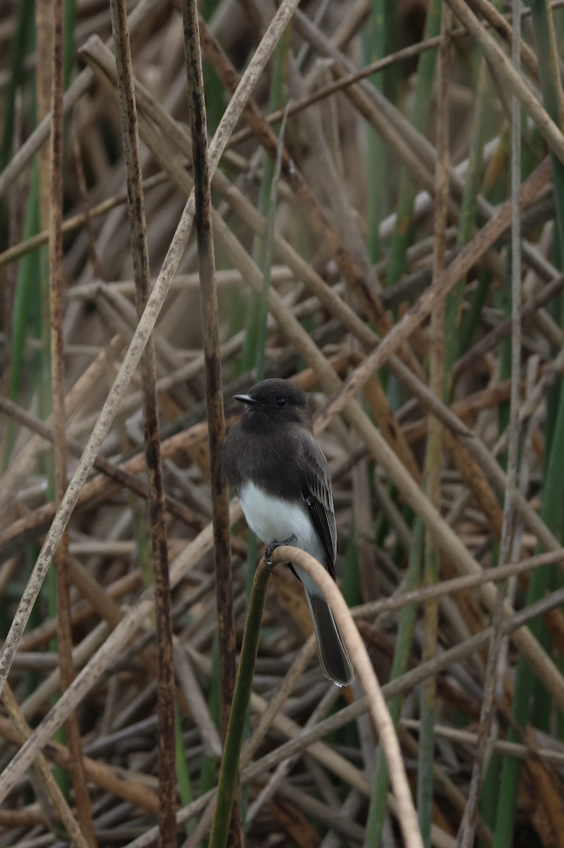 Black Phoebe - ML645247081