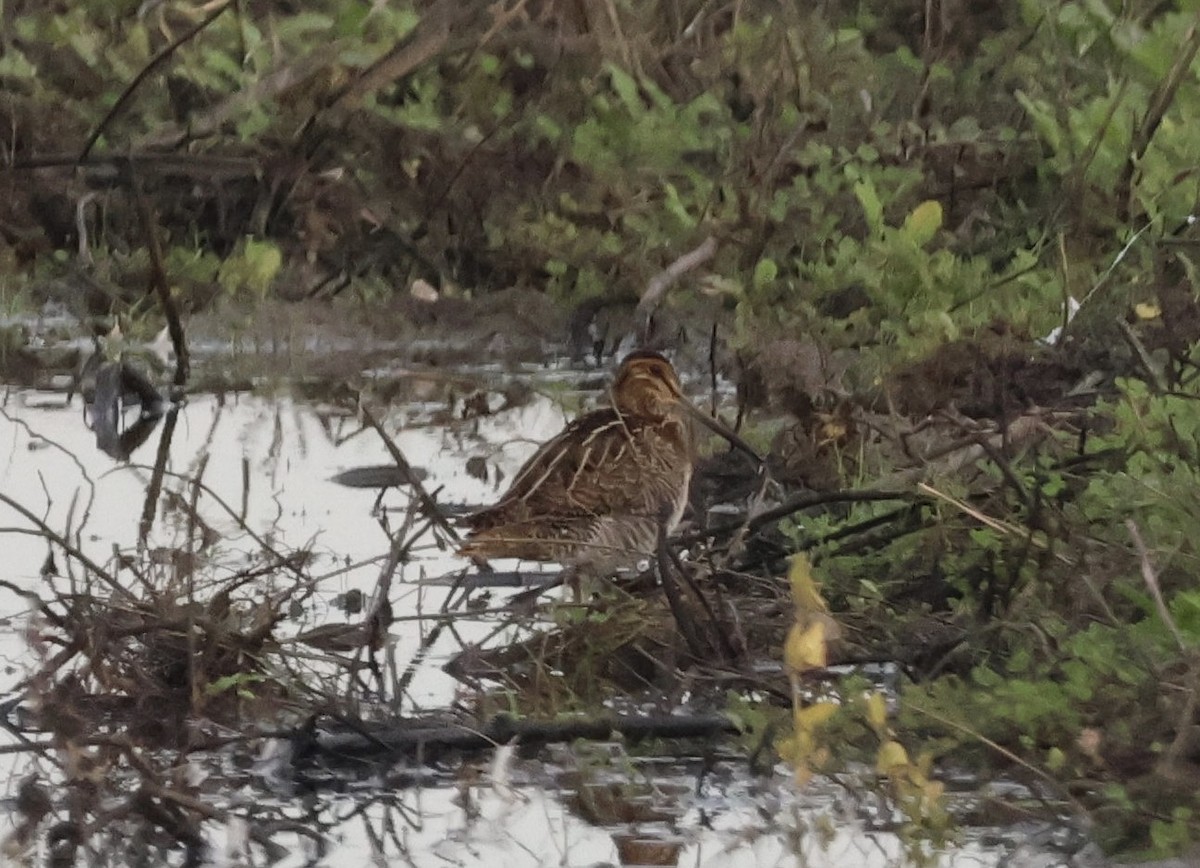 Wilson's Snipe - ML645247093