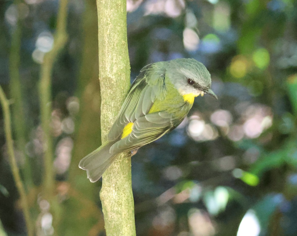 lejsčík žlutý - ML645247096