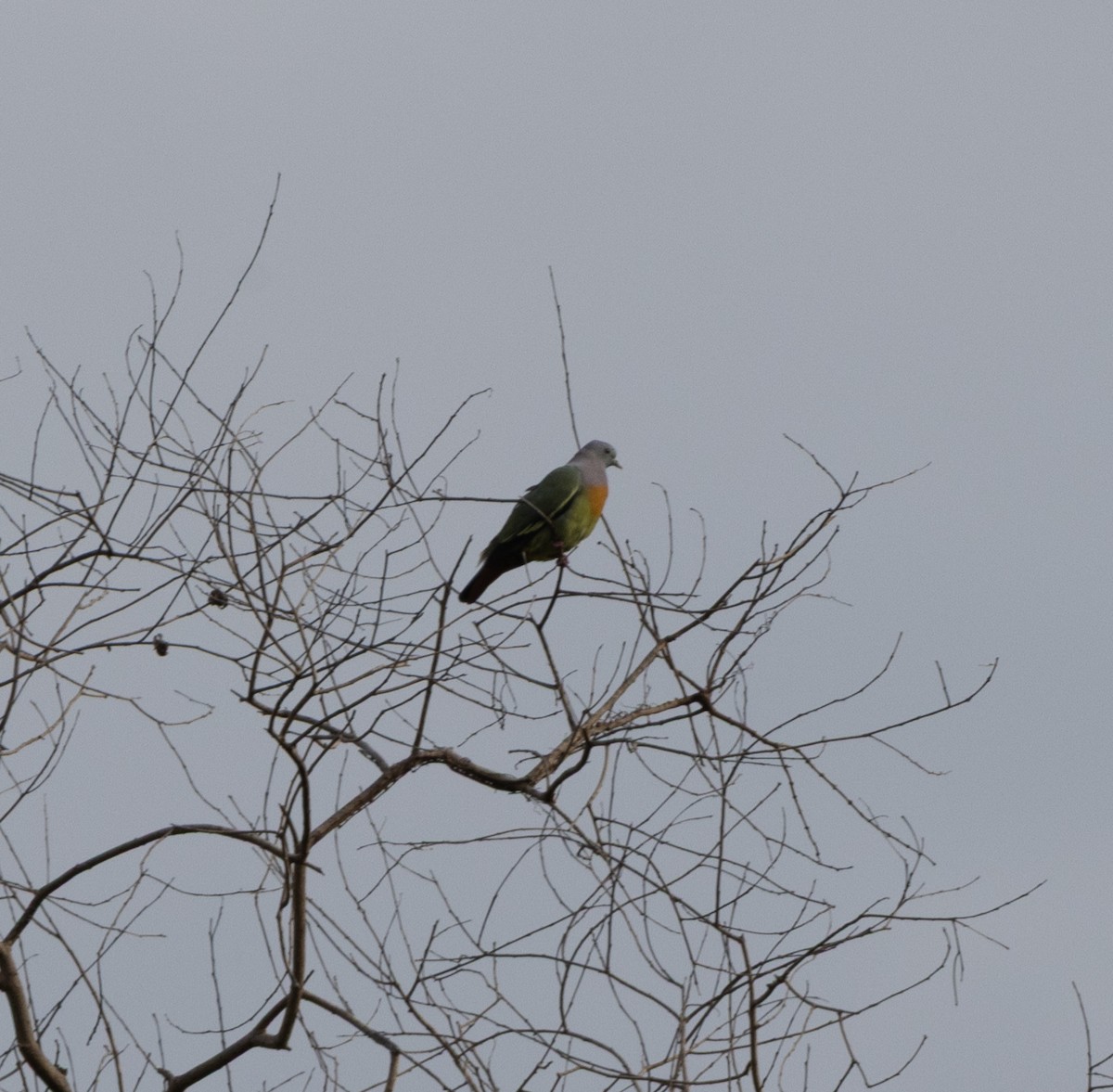 Pink-necked Green-Pigeon - ML645247098