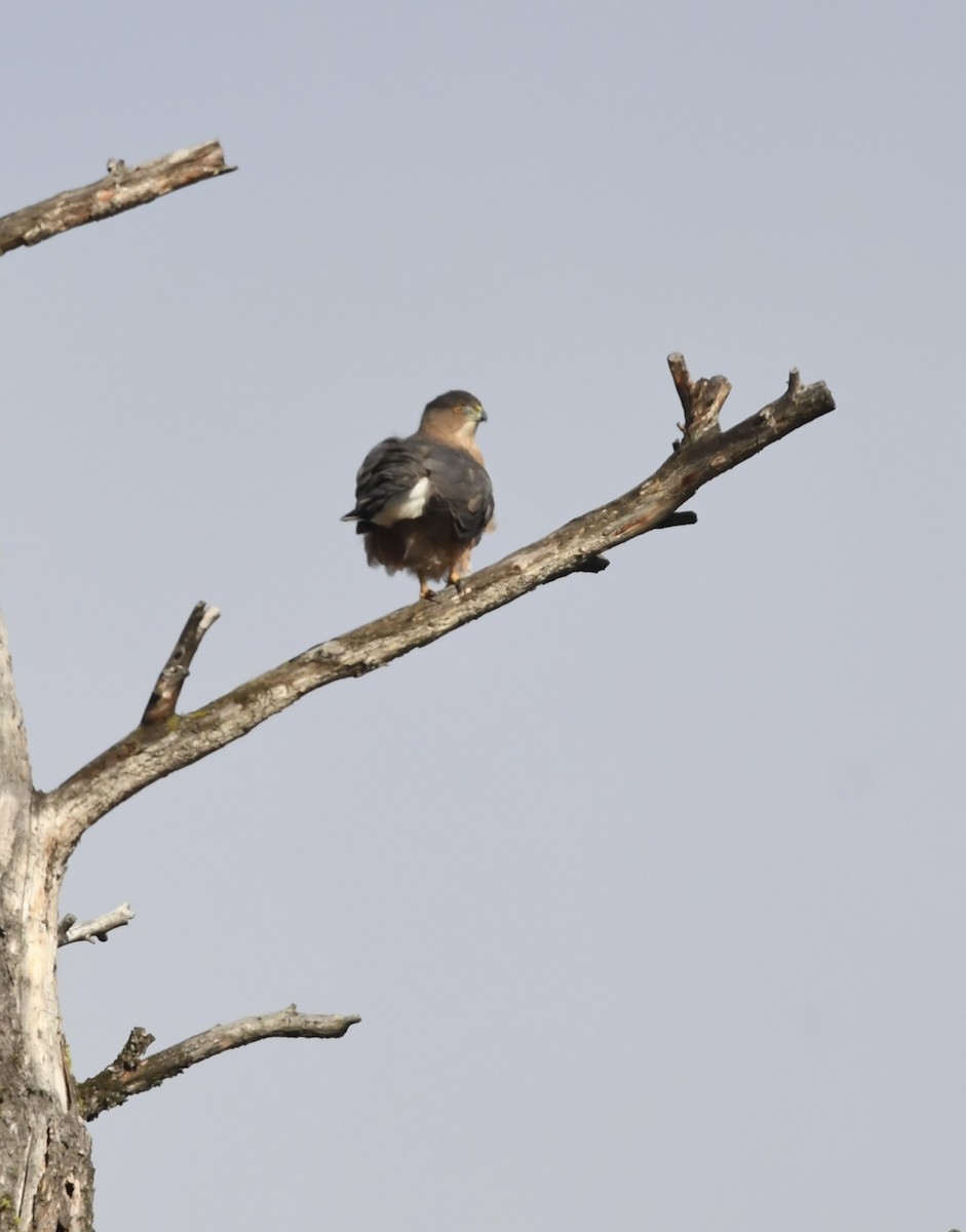 Cooper's Hawk - ML645247099