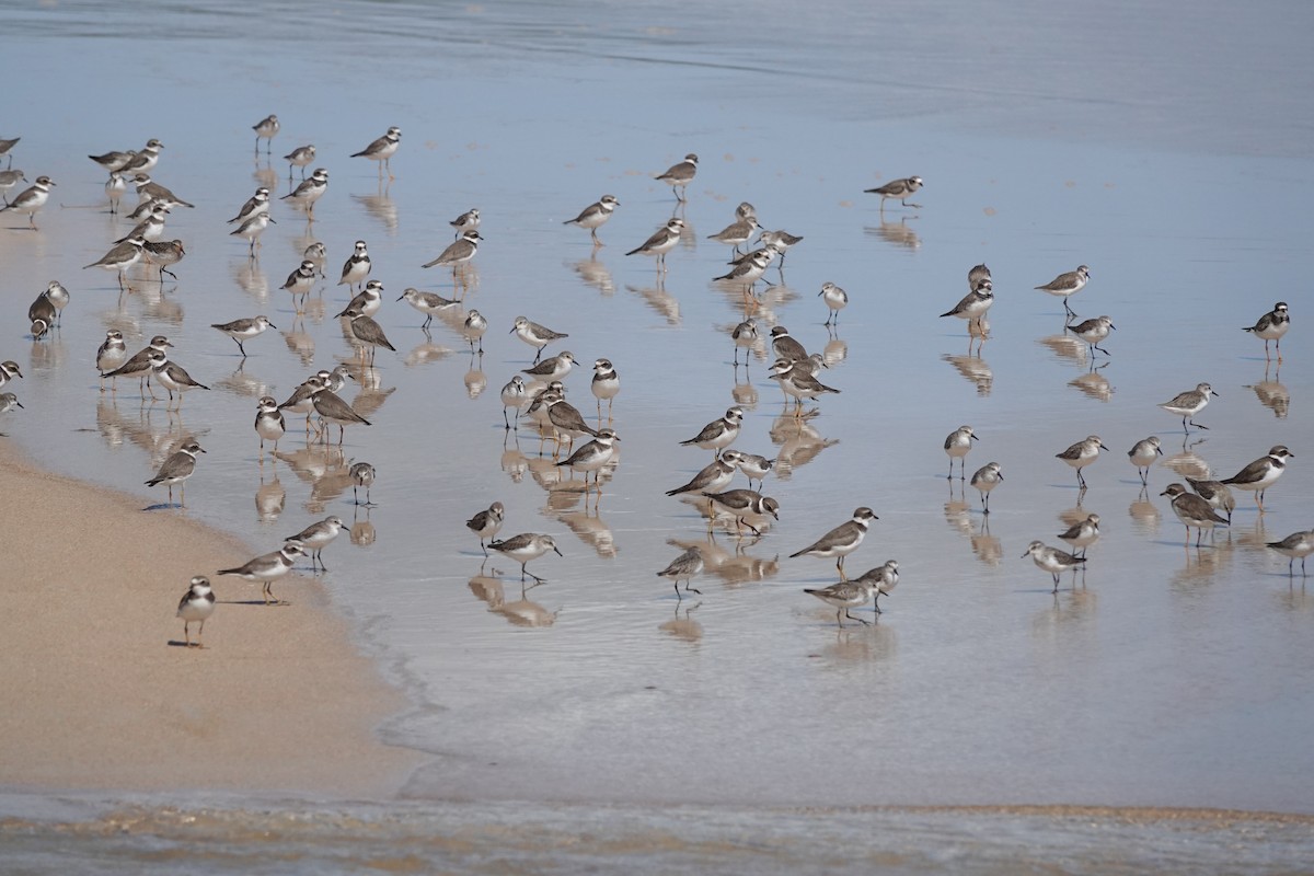 Песчанка - ML645247101