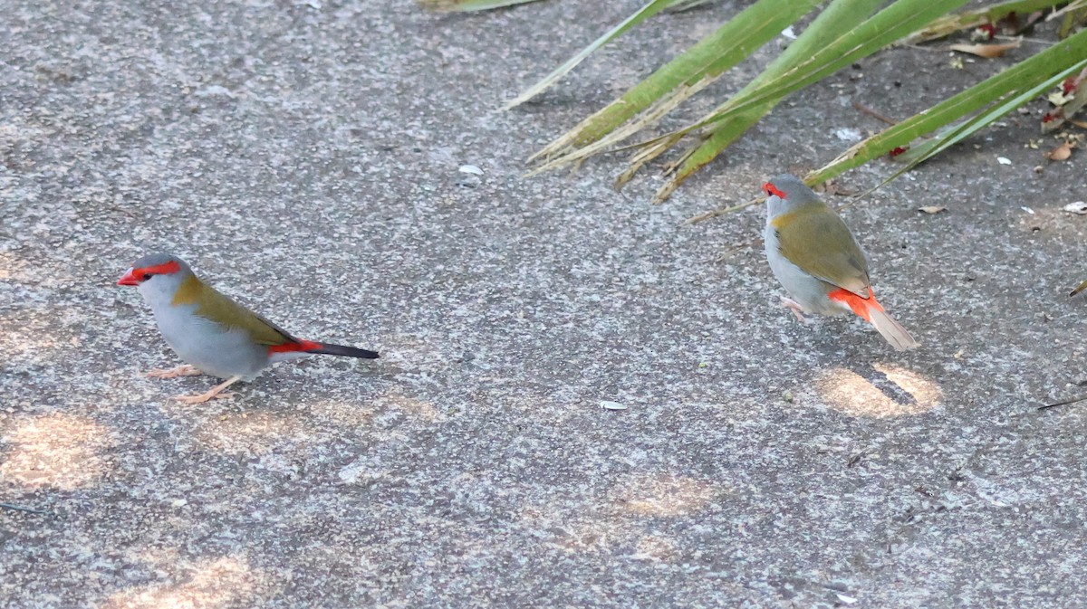 Краснобровая амадина - ML645247102