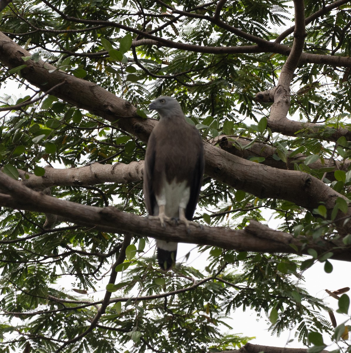 Gray-headed Fish-Eagle - ML645247107