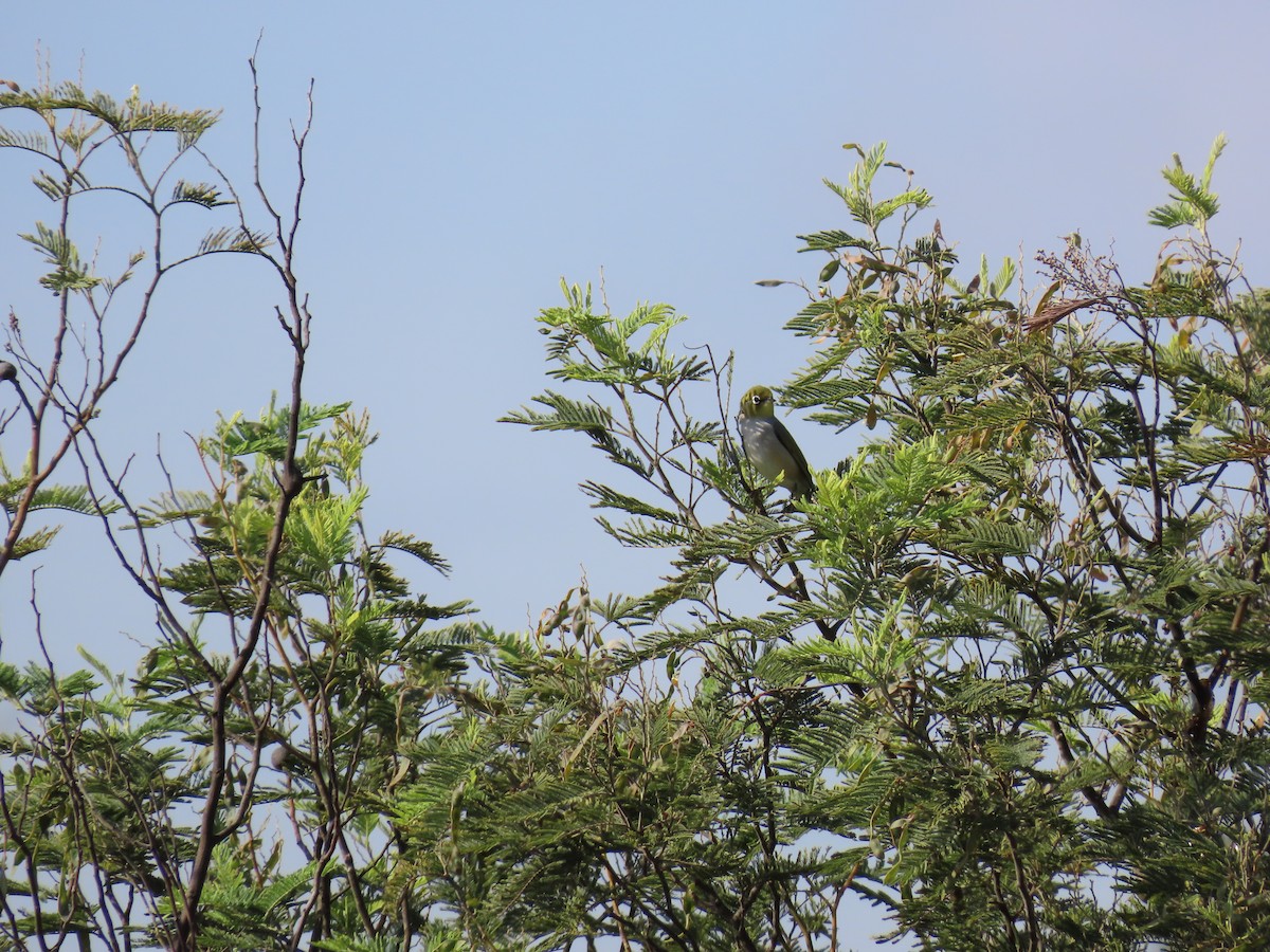 Серебряная белоглазка - ML645247108