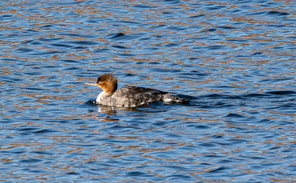 Длинноносый крохаль - ML645247111