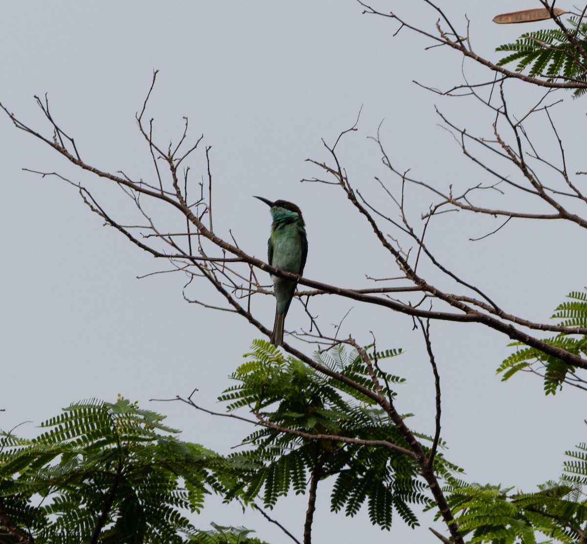 Малайская щурка - ML645247112