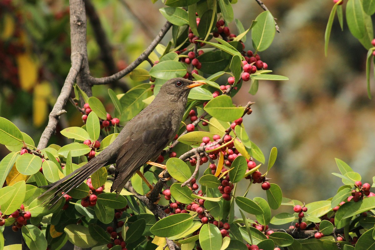 Большой дрозд - ML645247115