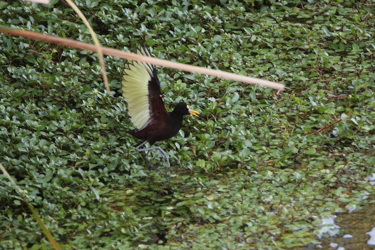 Желтолобая якана - ML645247116