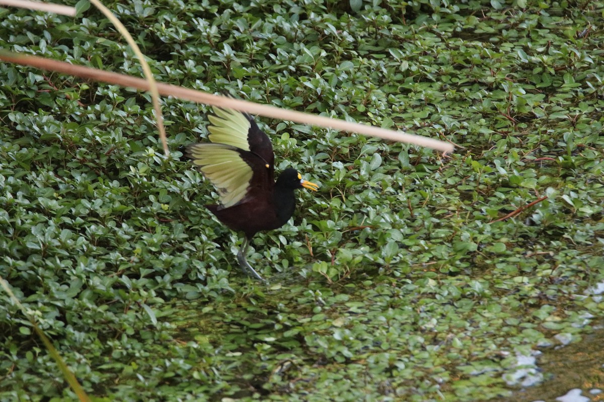 Желтолобая якана - ML645247117