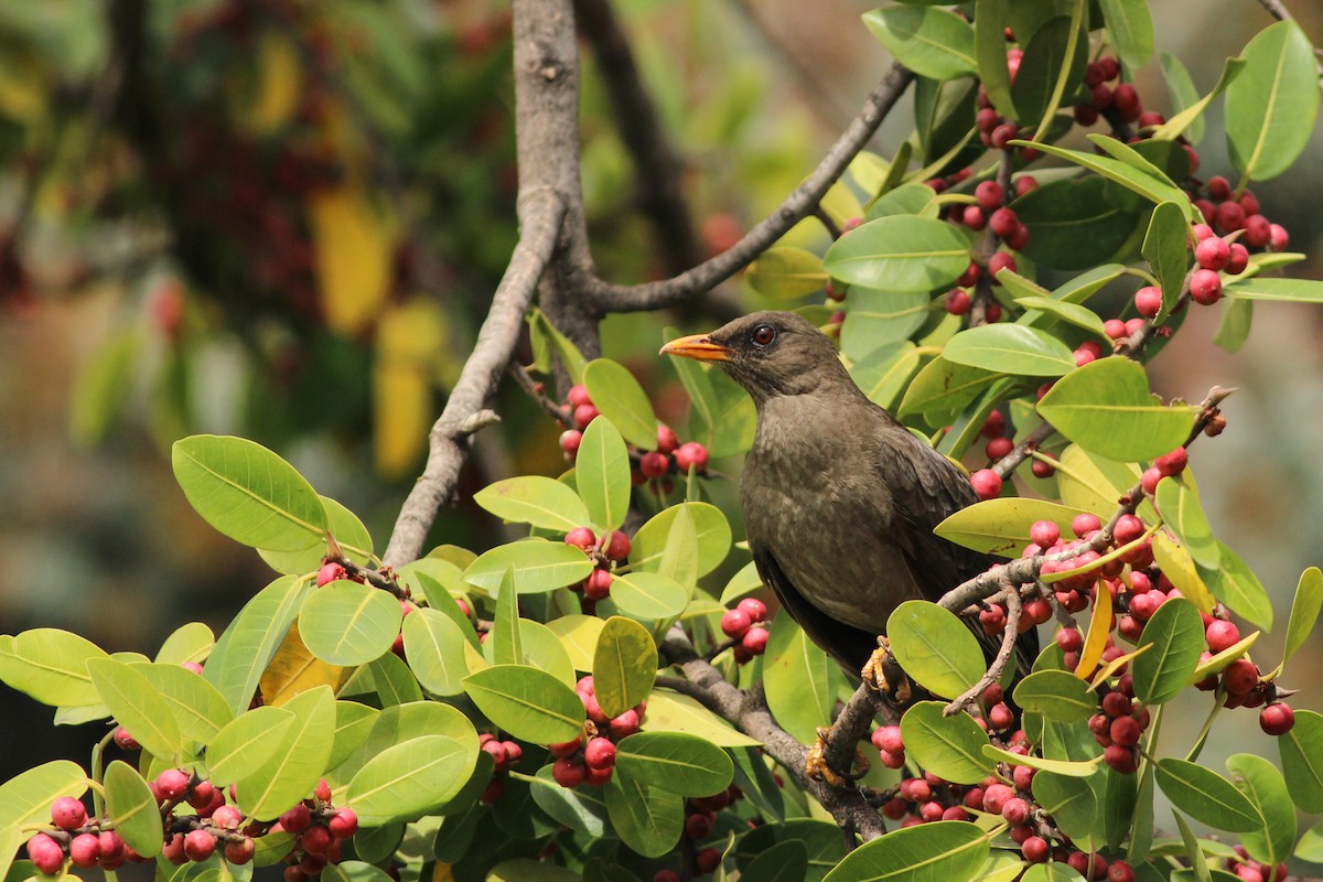 Большой дрозд - ML645247119