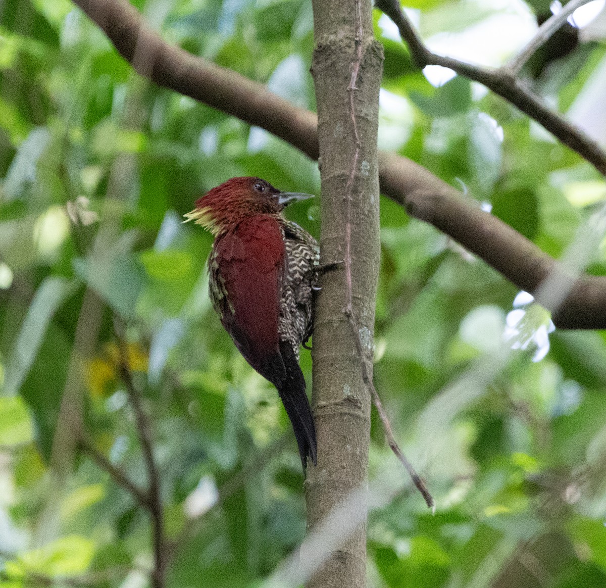 Красный желтохохлый дятел - ML645247120